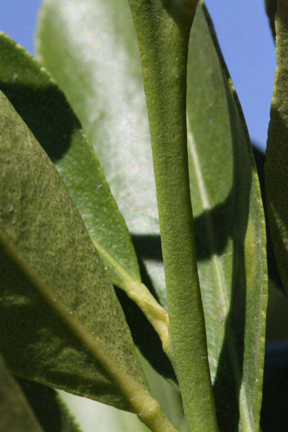            First year twig (Riverside, CA)   